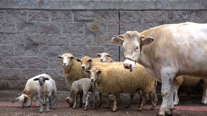 Refuerza Agricultura acción por rabia paralítica en bovinos en Zacatecas