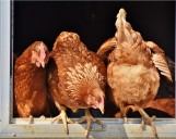 B.C. court upholds new pricing model for chickens