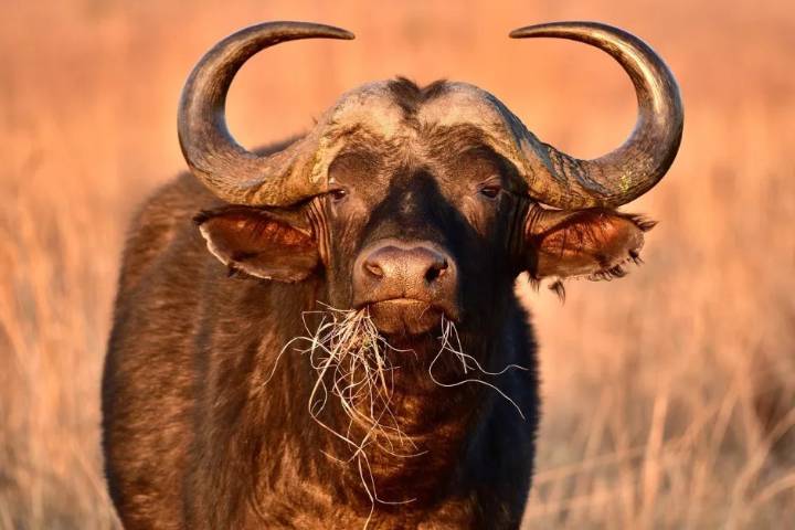 ‘Black Death’ buffalo shot dead after fatally goring millionaire American trophy hunter in ambush while being stalked