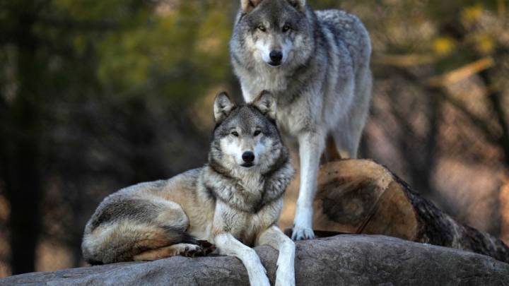 Drones blasting AC/DC are helping protect cattle from wolves
