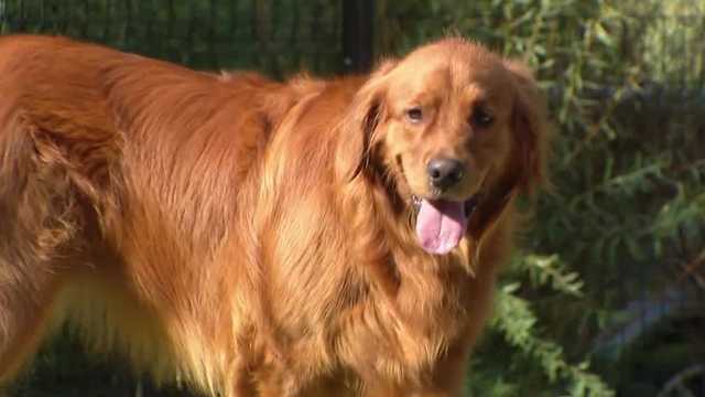 Nebraska Humane Society and sheriff's office team up to combat off