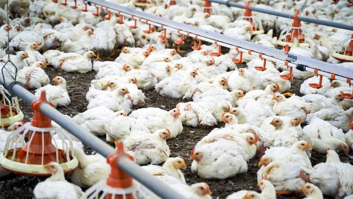 China prohíbe la importación de productos avícolas de España por los brotes de gripe aviar