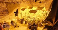 Encontraron 22 plantas de marihuana tras un allanamiento por un robo a un loteo privado