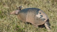 Armadillos moving north could end up in Michigan according to report