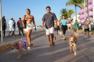 “Feria Canina” en Cozumel: Anuncian evento de apoyo para perros y gatos