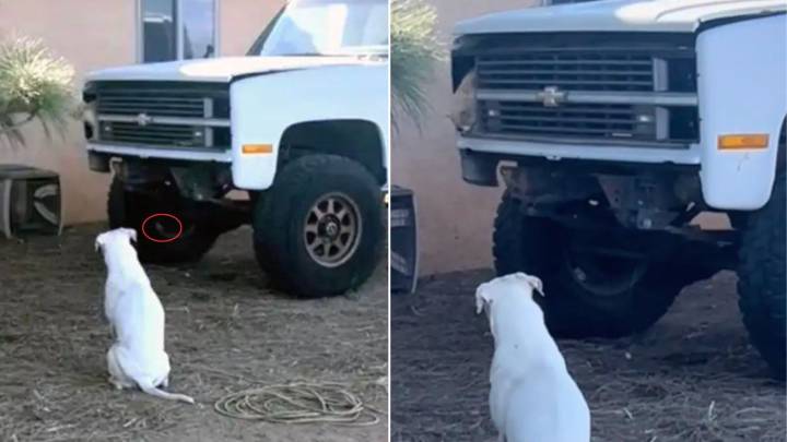 Arizona Owners Saw Their Deaf Dog Looking At Something Near A Truck Only To Discover Fluffy Animal There