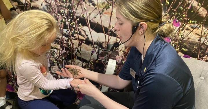 Butterfly Pavilion ends public handling of Rosie the tarantula