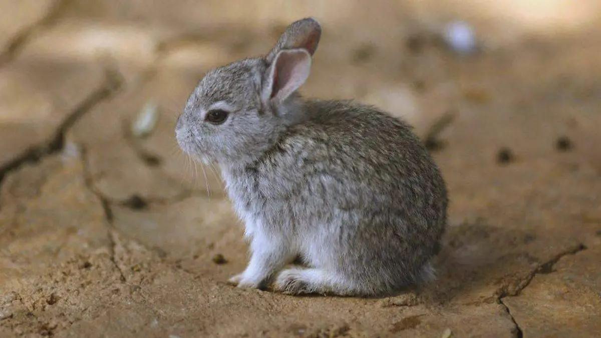 Teporingo, un pequeño mamífero en peligro de extinción por causas humanas