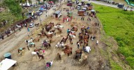 “Esto no suena a desafío porque no me gustan los desafíos”: alcalde del Eje Cafetero antes de la cabalgata