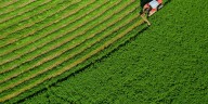 La logística como un factor clave para que Argentina impulse la producción de alfalfa premium