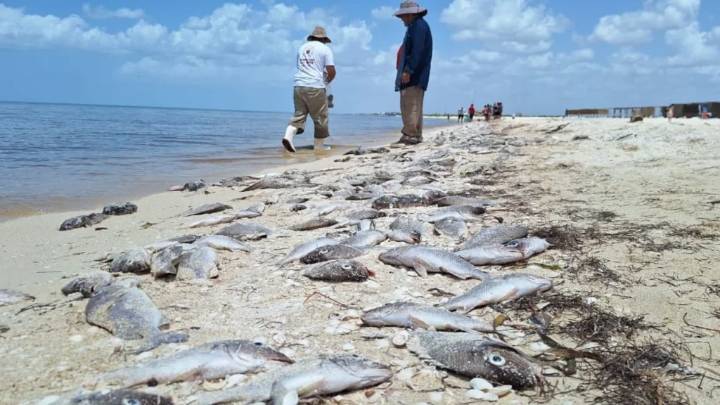 Marea roja en Yucatán, vinculada a contaminación y deforestación