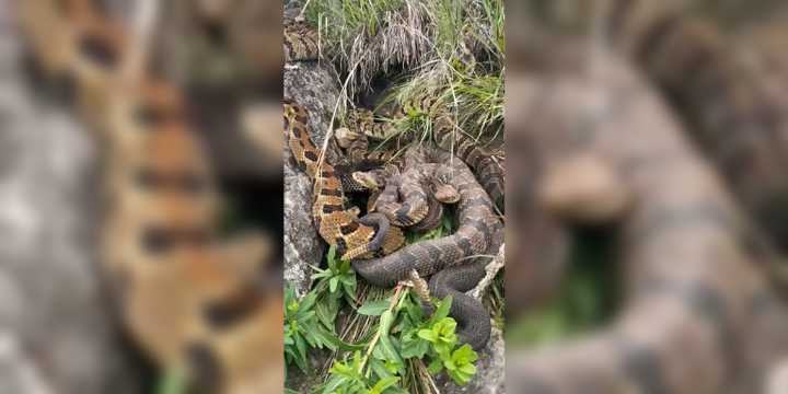VIDEO: Group of rare venomous snakes found in blufflands of Minnesota