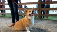 Corgi Races make triumphant return to Altamont Fair