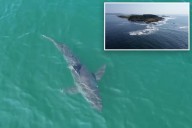 Great white shark spotted lurking near Maine's coastline