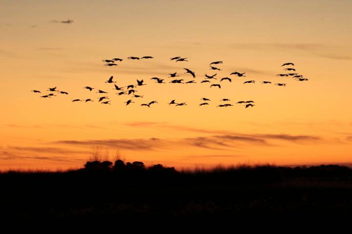 El censo de aves de Las Tablas de Daimiel bate récords históricos
