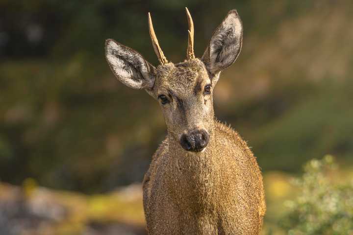 Chile, optimista sobre el futuro del huemul, el ciervo en extinción más austral del mundo