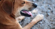 Inicia Itesca campaña de adopción para perros que habitan en sus instalaciones