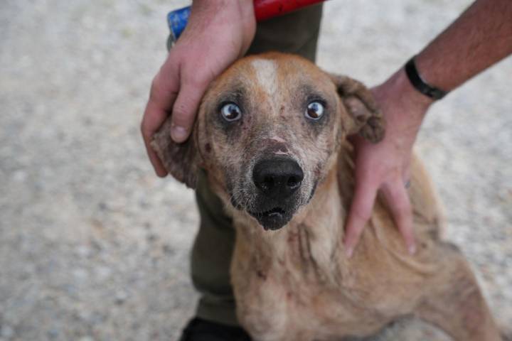 32 dogs rescued from suspected abuse in Catoosa County