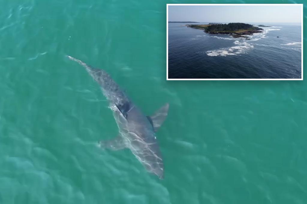 Great white shark spotted lurking near Maine's coastline