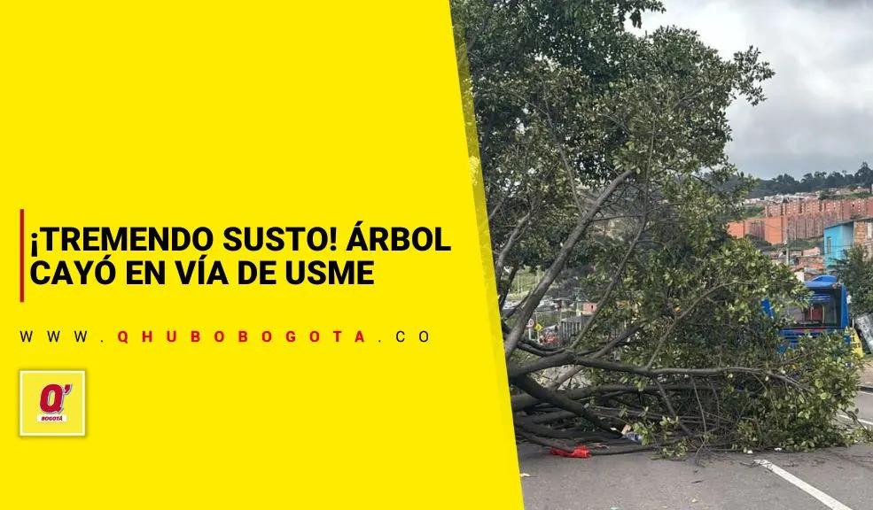 ¡Tremendo susto! Árbol cayó en vía de Usme - Noticias de Bogotá y Cundinamarca