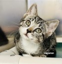 Shy kitten Cinnamon waits for a forever home in Jackson shelter
