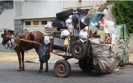 Reacios recolectores de basura a utilizar animales como medio de tracción