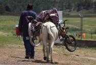 México redujo pobreza pero existe aumento en carencias sociales entre la población: ONG