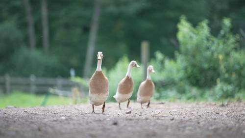 Pocono Television Network takes us to Daisy Field Farms