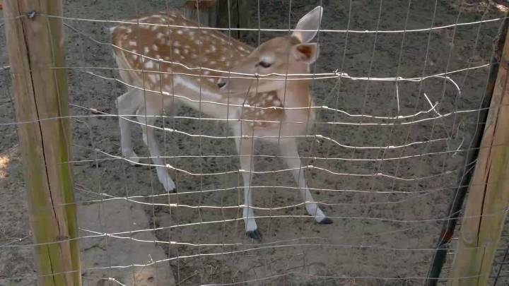 Exotic petting zoo in Seminole releases all its animals to save them from fire