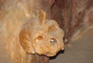 Mystery behind primitive horned skull fused to a cave WALL is finally solved