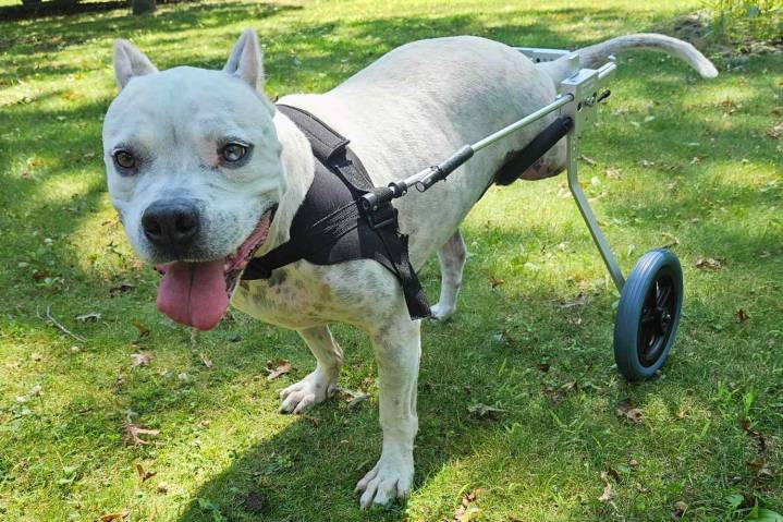 Dog Forced to Chew Off Foot Still Waiting to Be Adopted a Year After His Recovery (Exclusive)