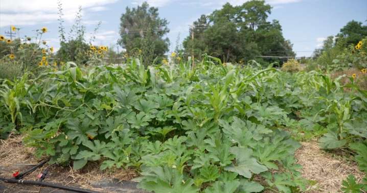 One-acre DPS farm produces ton of fresh produce for students across Denver