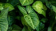 Las hojas de mi Alocasia se pusieron amarillas: cuáles son los 3 motivos más comunes y cómo solucionarlo