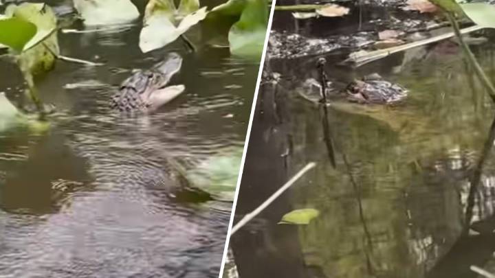Alligator turns heads while swimming in Bucks County lake