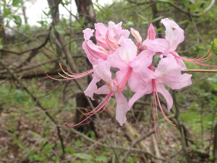 Master Gardeners work to maintain Moraine’s butterfly trail