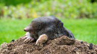 8 Plants That Help Keep Moles Out Of The Yard
