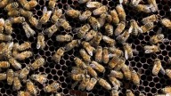 40 students, staff members stung by bees on first day of school in Ashland