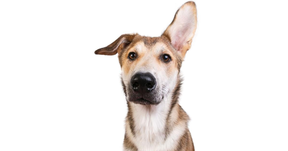 Pet Matters: Celebrating mixed breeds