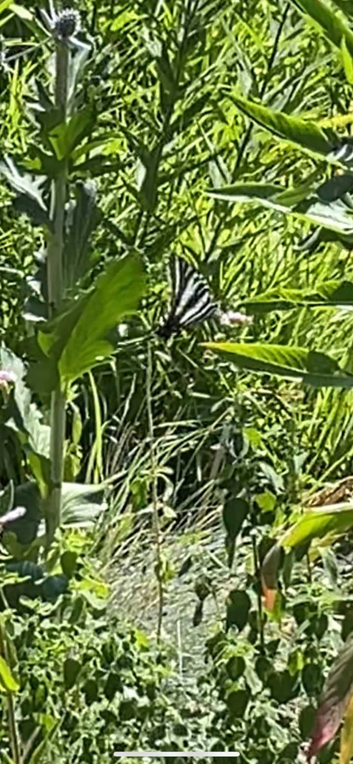 Rare butterfly spotted for 1st time in over a century at Toronto's High Park