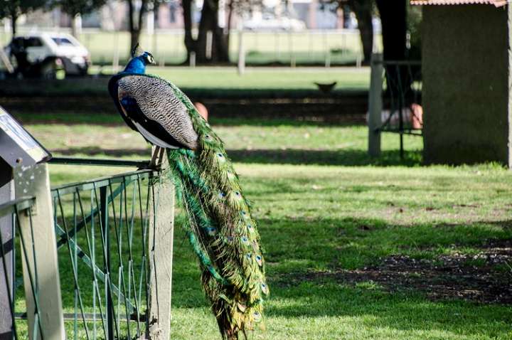 Convocan a «Ecoguardianes» del bioparque municipal «La Máxima»