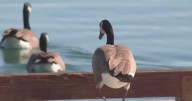 Foster City planning new strategy to manage its goose population