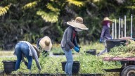 Políticas migratorias de Trump afectan a las granjas y empresas de Estados Unidos por los despidos de trabajadores