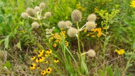 Add native rattlesnake master plants to your garden