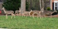 Peachtree Corners residents surveyed consider deer population a nuisance