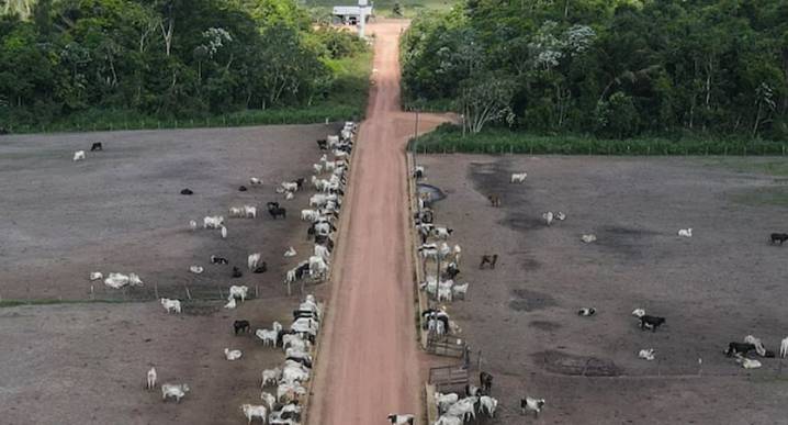 La ganadería sostenible podría frenar las emisiones de metano en Brasil, según ecologistas