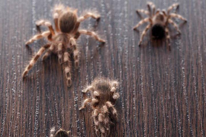 Landlord Discovers Former Tenant Abandoned 22 Pet Tarantulas in Old Apartment