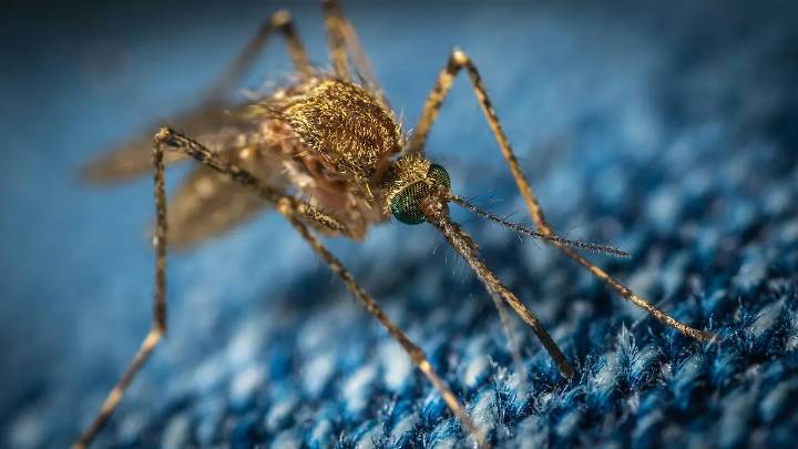 Día del mosquito: ¿por qué se conmemora esta fecha?