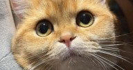 'They left our cat by the side of the road to die'
