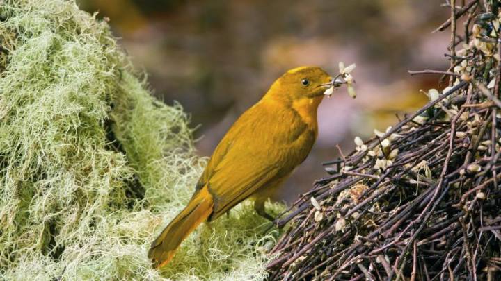 Extreme heat is threatening tropical birds, even in untouched forests, scientists warn