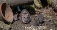 Ravenous rats will 'stay away' from your garden if you plant this one flower